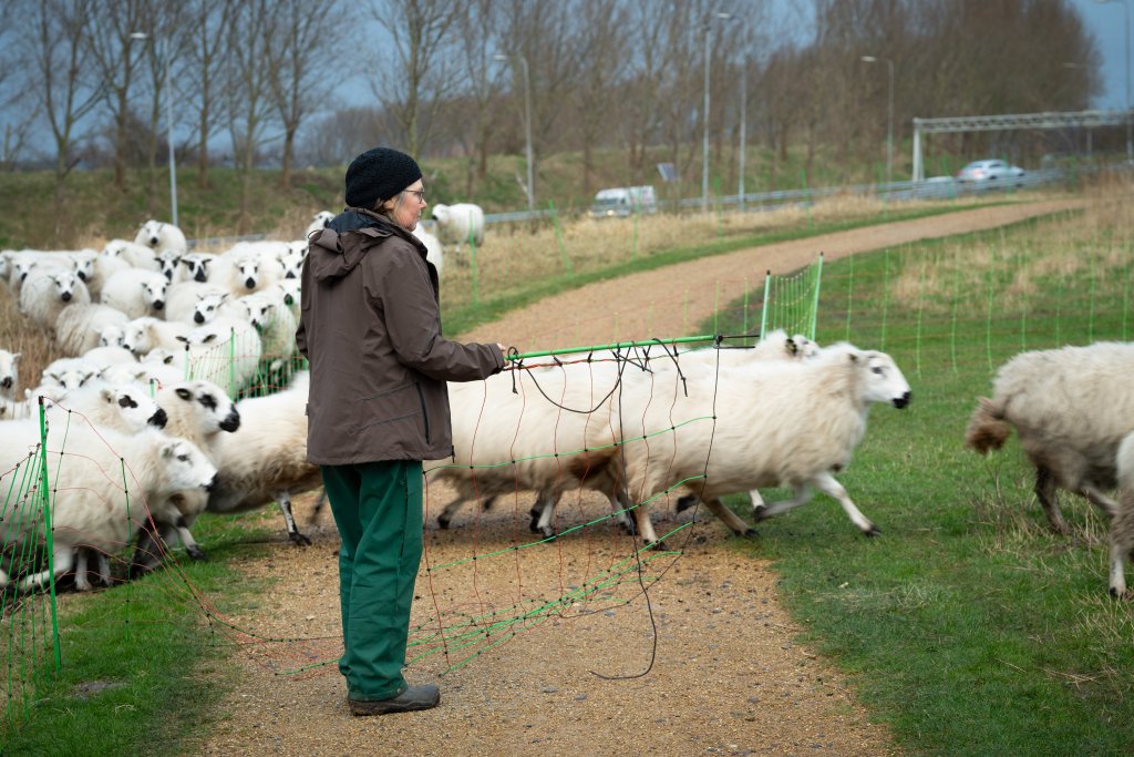 Marleen begeleidt haar schapen van de ene naar de andere plek