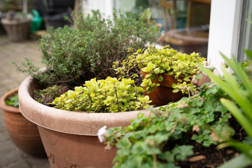 Planten in de tuin van Marijke