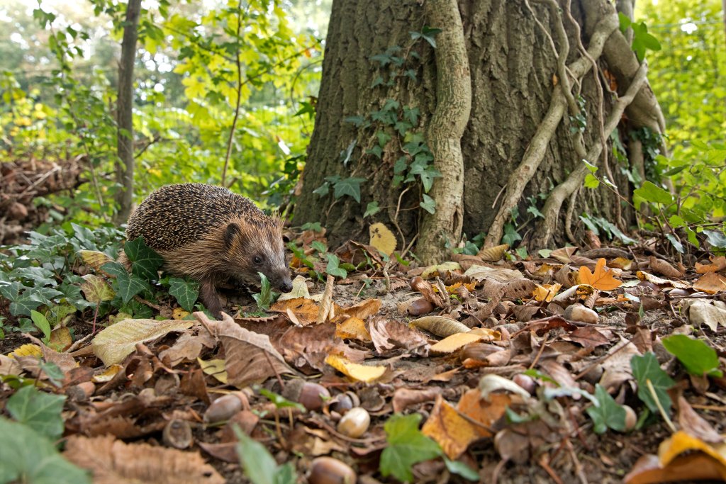 Egel in de herfstbladeren