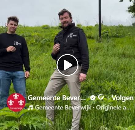 Reel over het aanpakken van de duizendknoop en de berenklauw