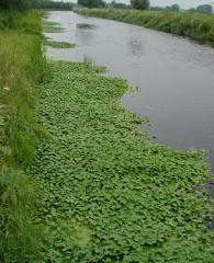 Afbeelding van Grote Waternavel in een rivier