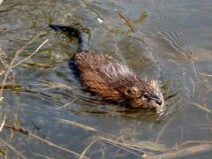 Foto van een muskusrat