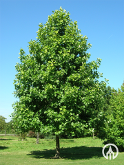 Amerikaanse tulpenboom