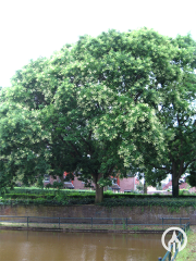 Honingboom