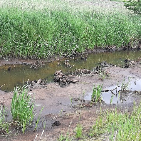 Beekherstel Oude Leij met flauw talud met het oog op een voedselbos