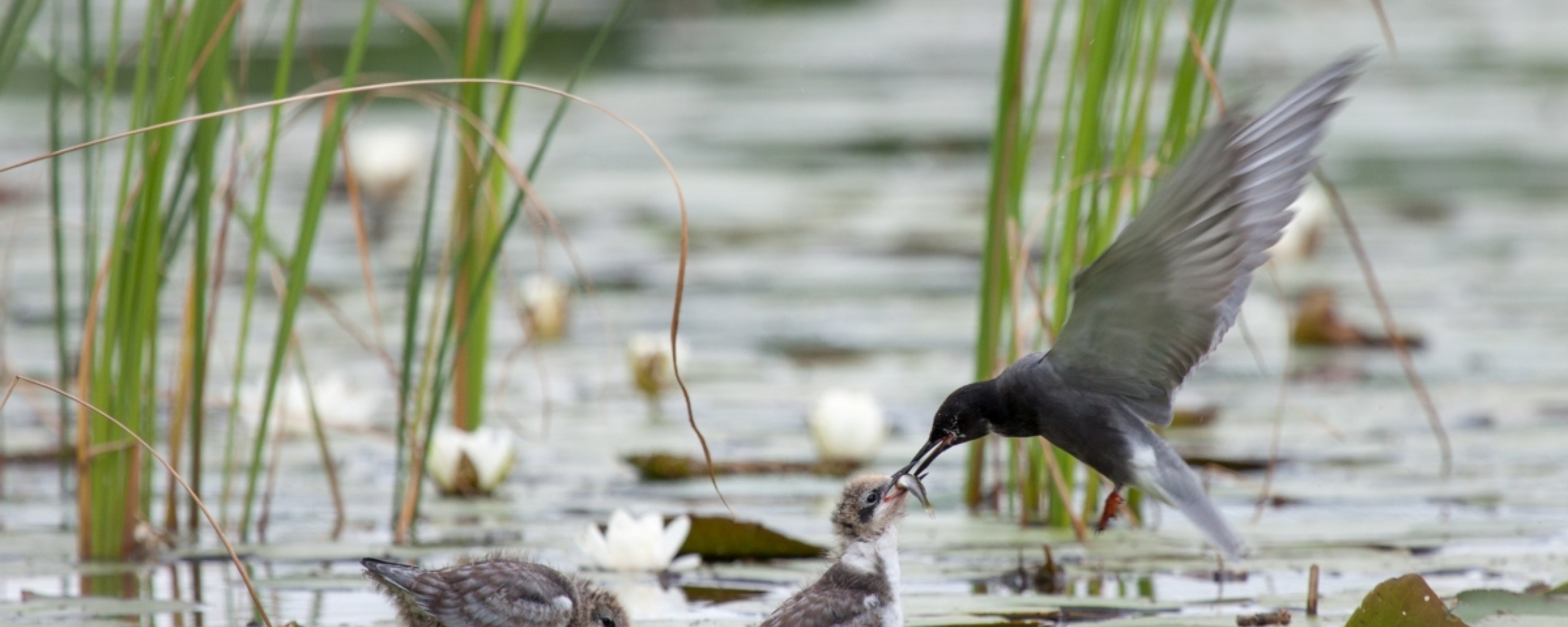 Vogel zwarte stern geeft zijn jong te eten in het water tussen het gras.