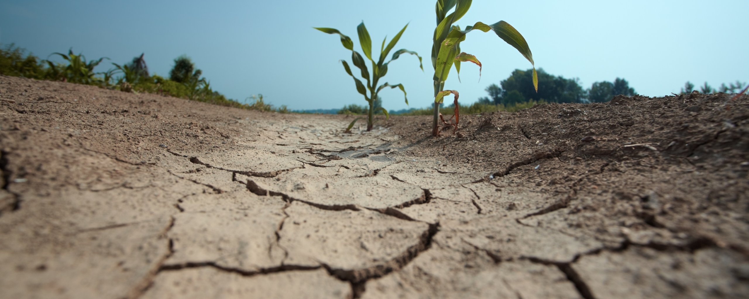 Droogte bij waterschap Brabantse Delta