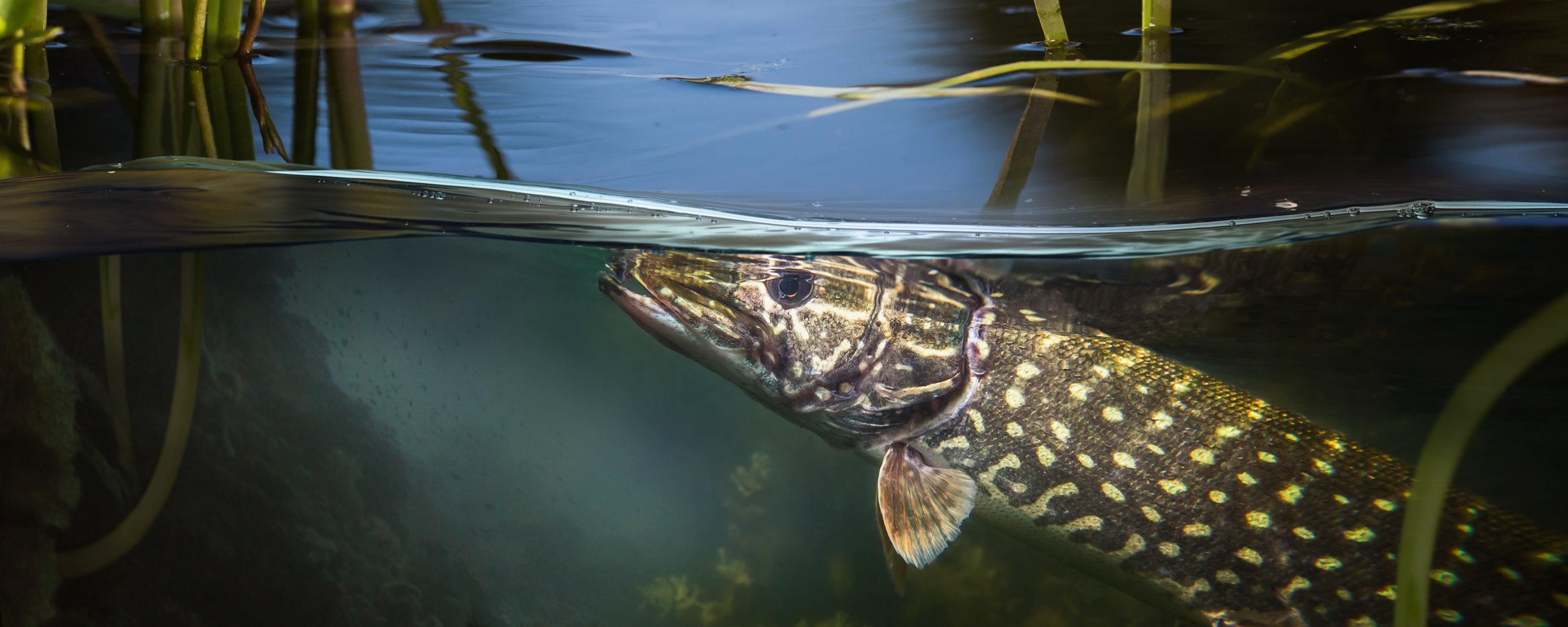 Snoek onder het wateroppervlak