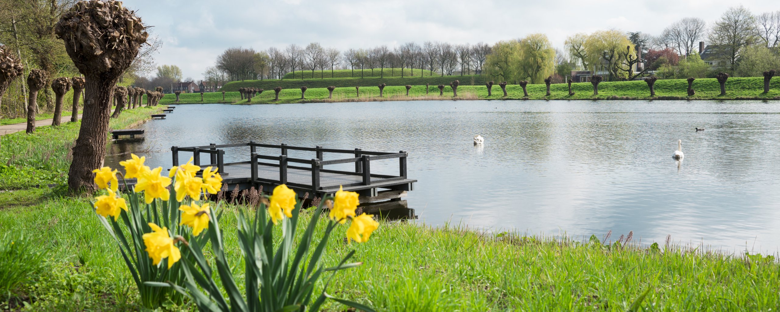 Water met waterkant en zwanen