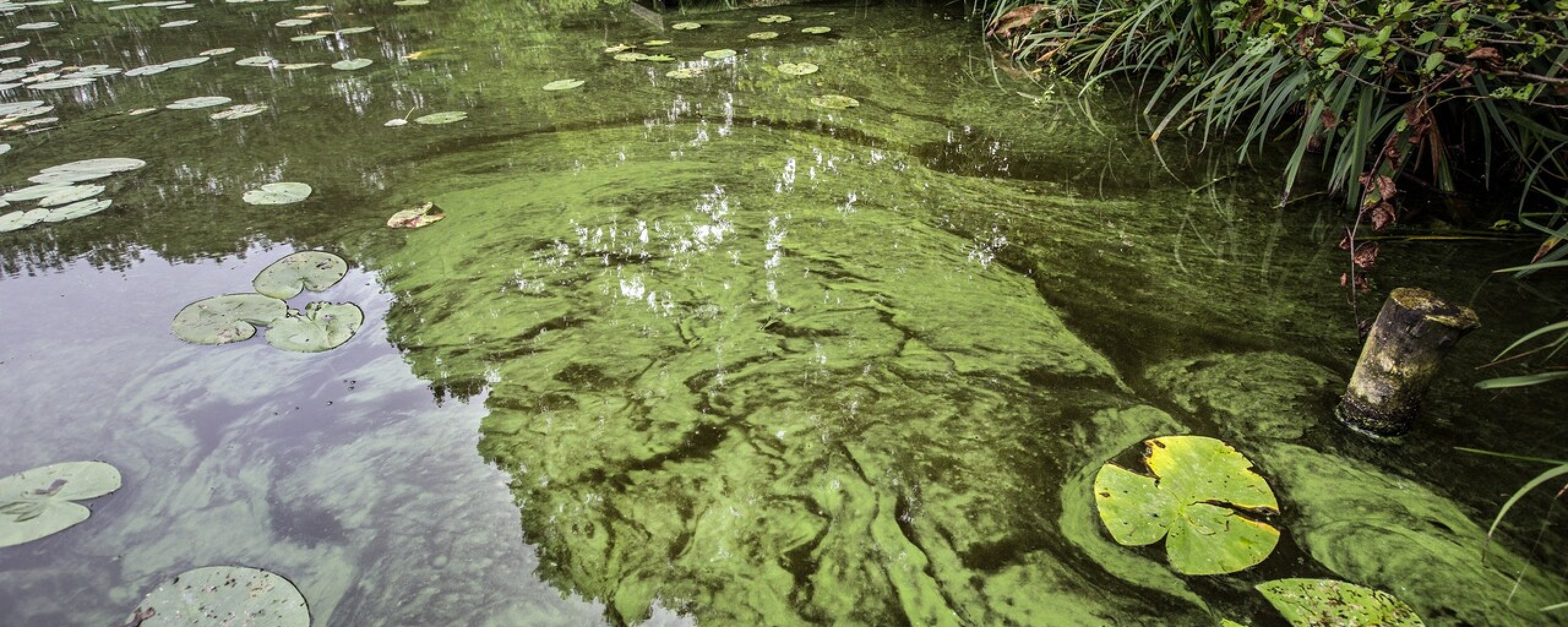 Vijver met groene laag van blauwalgen