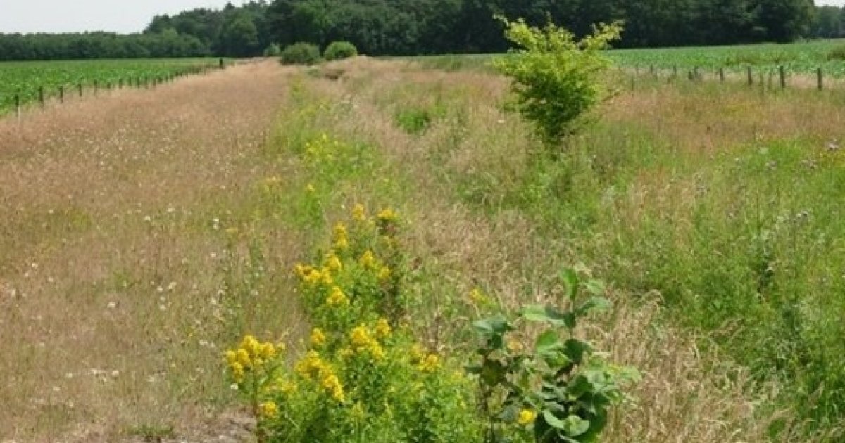 Ecologische verbindingszone Wildertse Arm