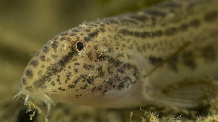 Wat Kun Je Doen Als Er Dode Vissen In Het Water Drijven? | Waterschap ...