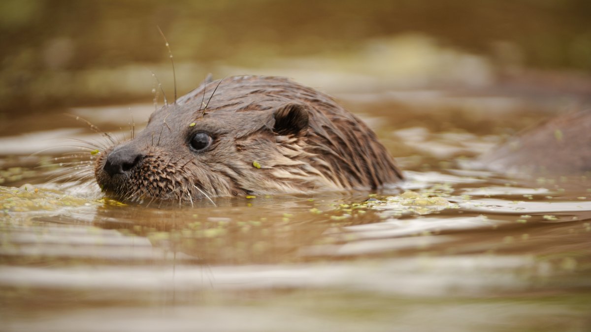 Otter lijkt de weg naar het Markdal ten zuiden van Breda te hebben gevonden