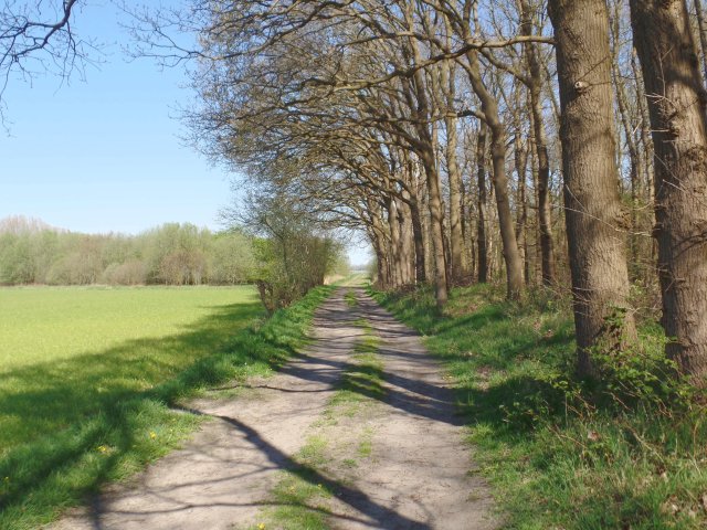 Groen grasveld, zandpad en bomen in natuurgebied Kelsdonk