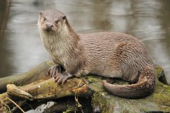 Ottersporen in het Markdal