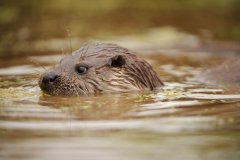 In de Hoogwatergeul in het Markdal zijn ottersporen gevonden.