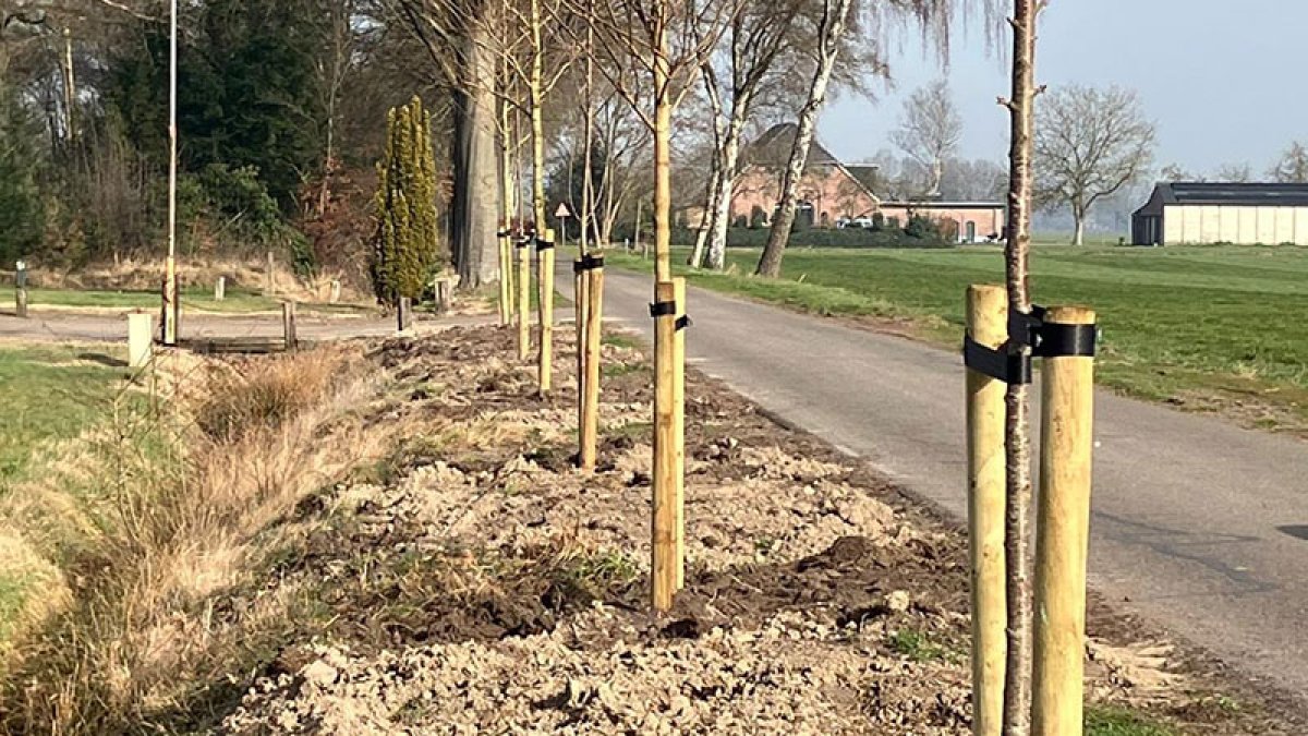 Nieuwe bomen in Halle en Hengelo