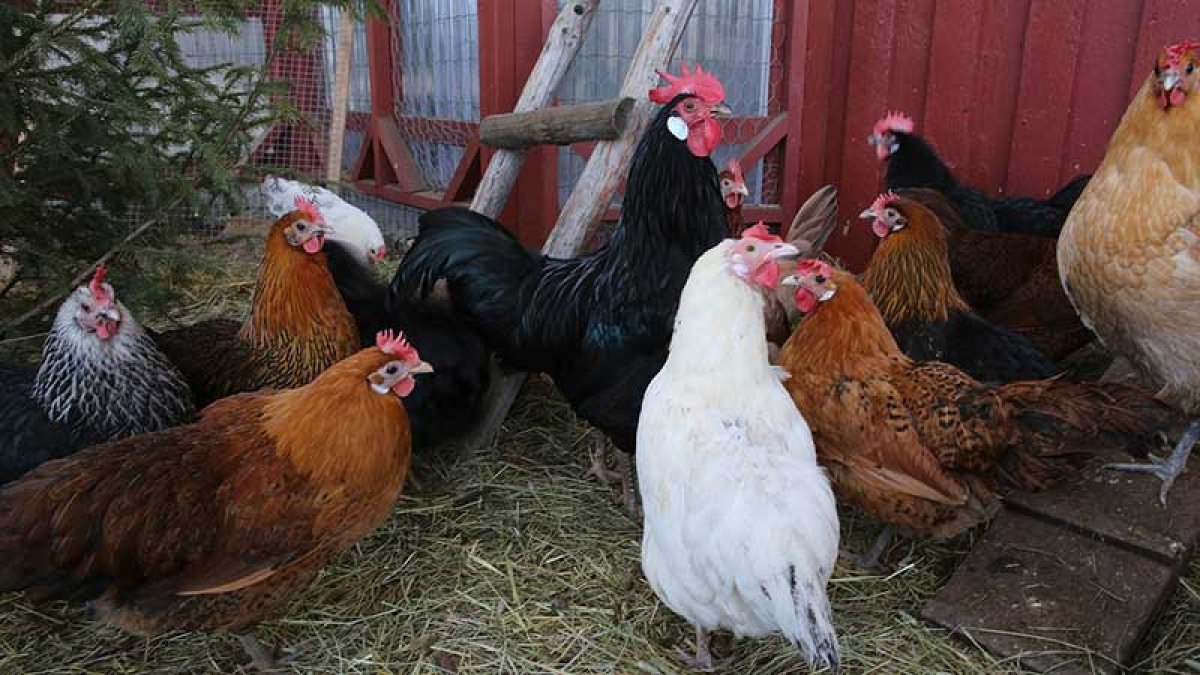 Vogelgriep in Hummelo en Toldijk