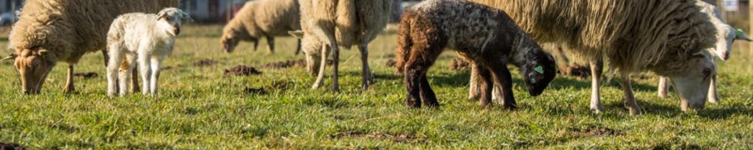 foto van schapenbegrazing in Doetinchem