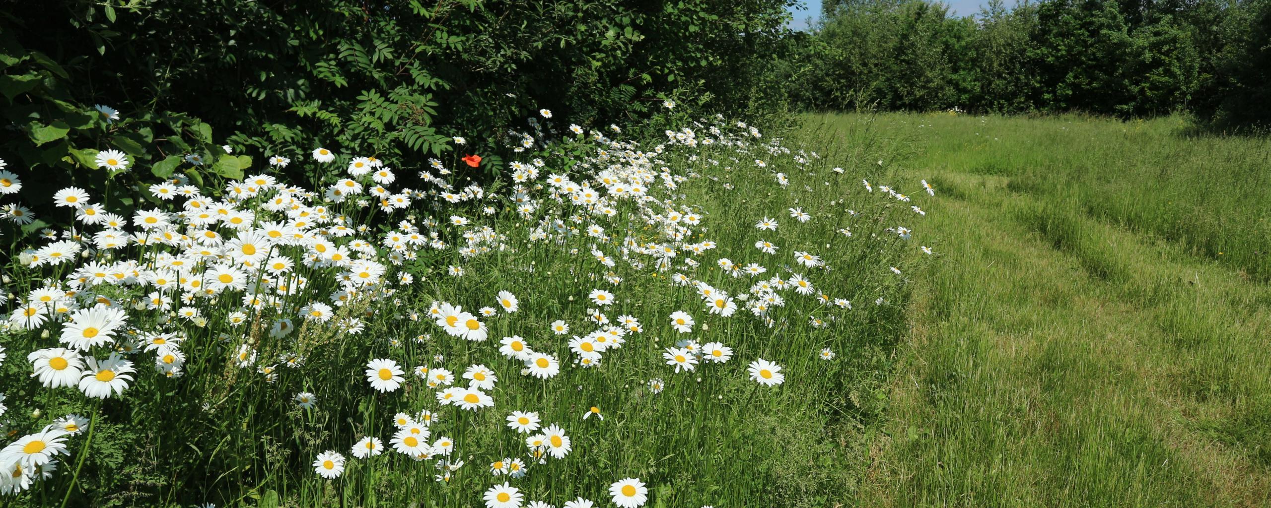 Maaien ruw gras