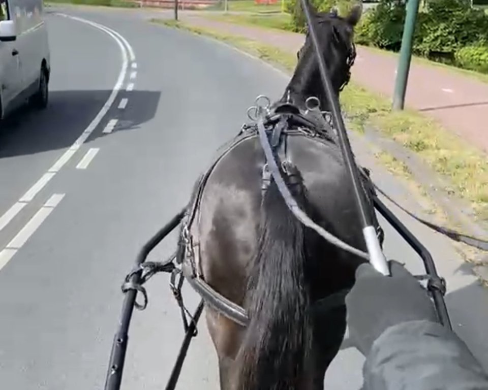 Paard in verkeer