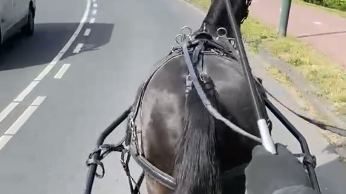 Samen veilig de weg delen, ook met paarden