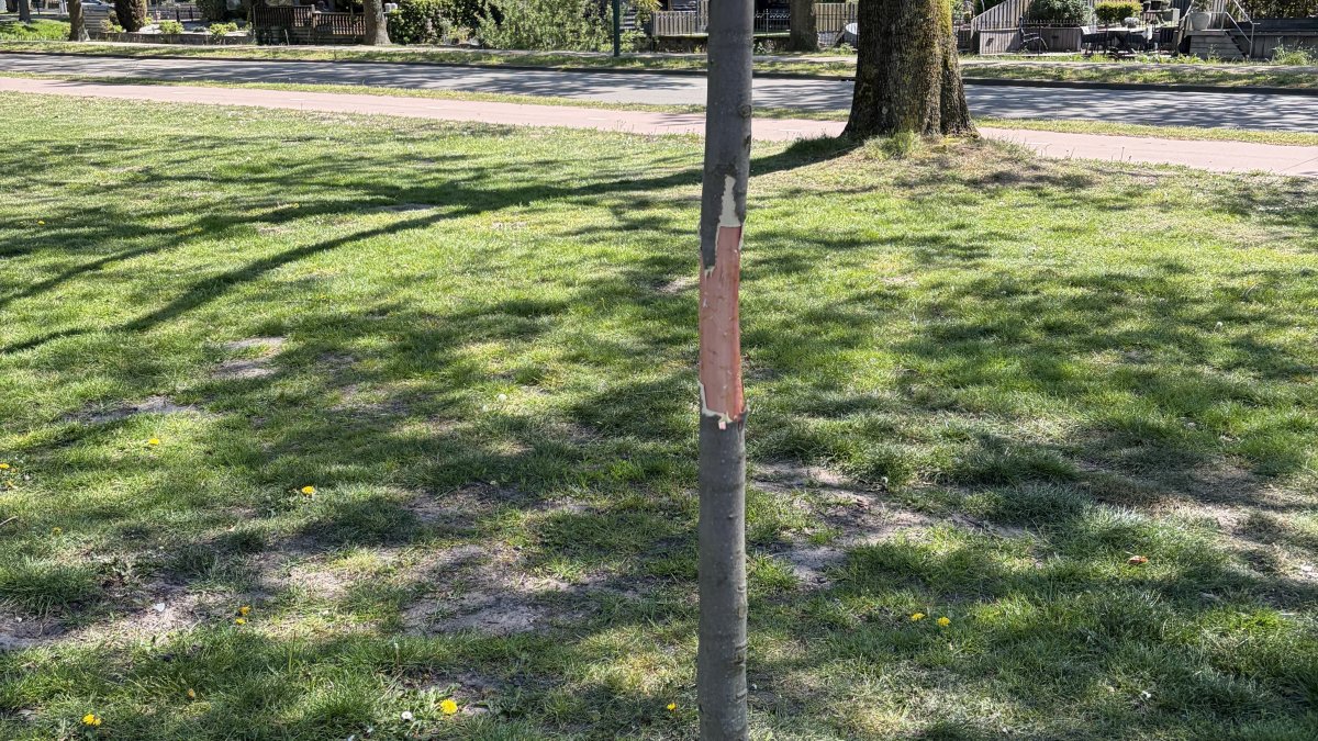 Help mee onze bomen te beschermen
