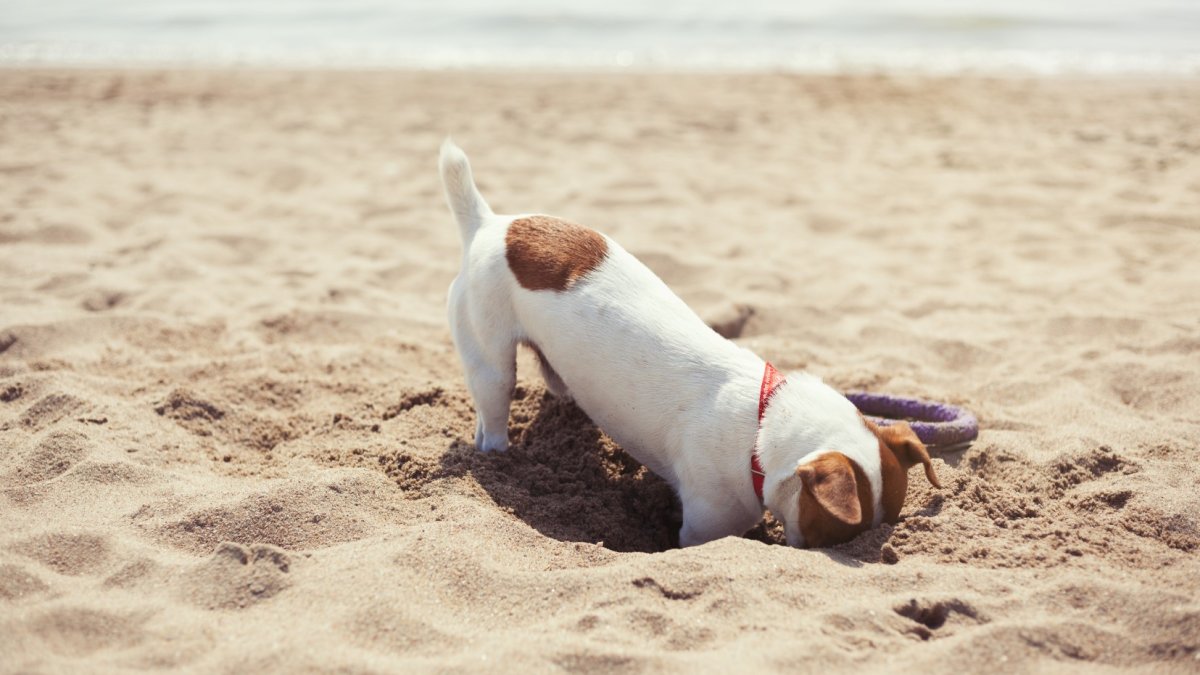 Honden weer toegestaan bij ’t Kleine Zeetje