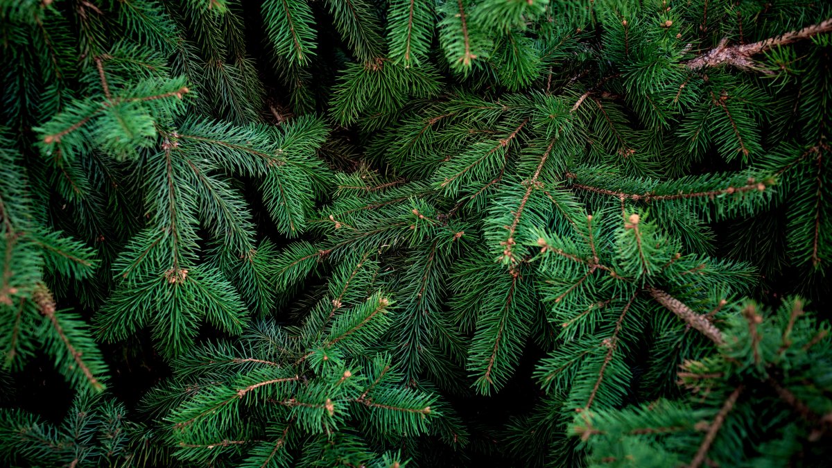 Kerstbomenactie gaat niet door