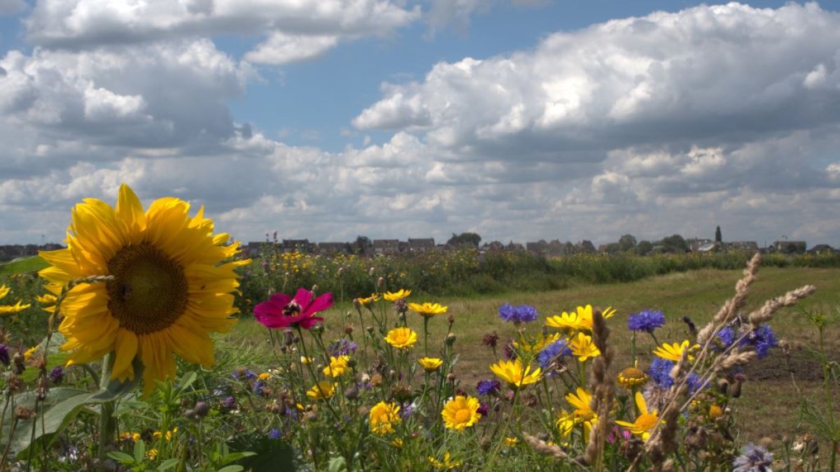 LEADER: subsidie voor ideeën op het platteland en in dorpen