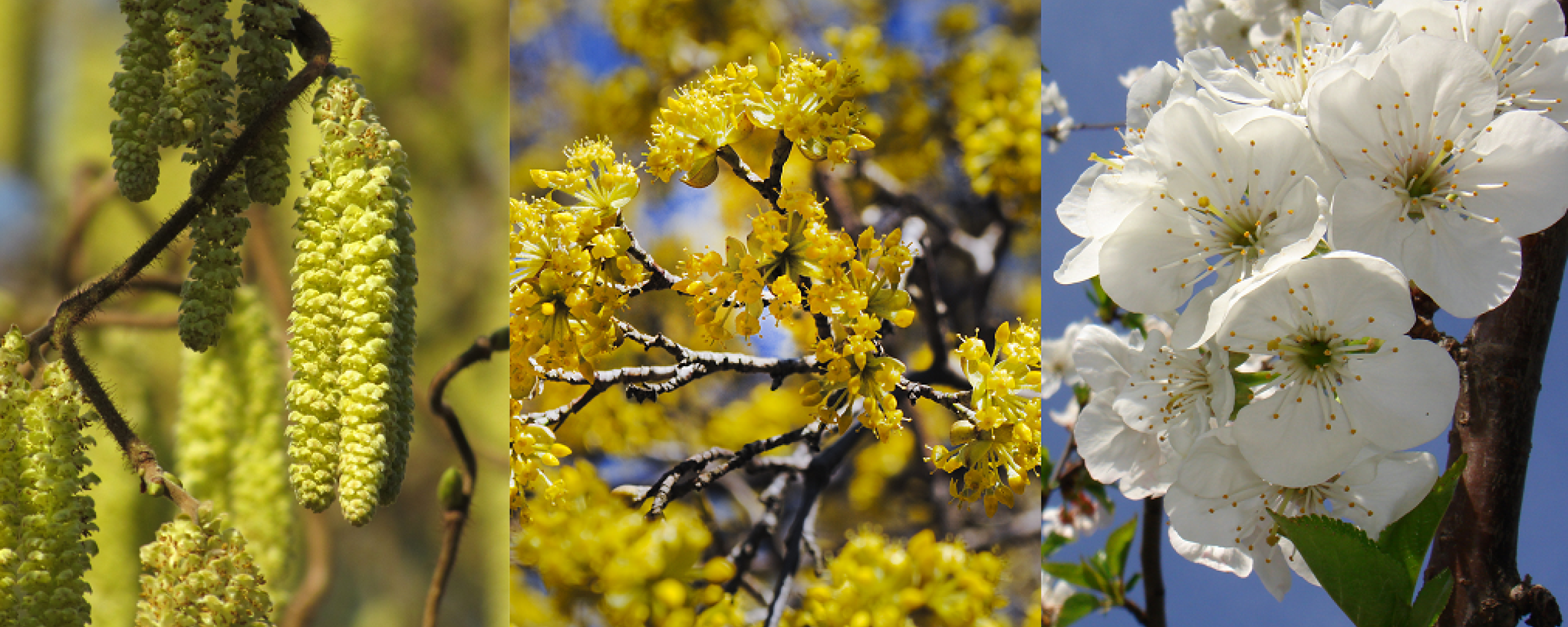 Bloeiende hazelaar, gele kornoelje en zoete kers