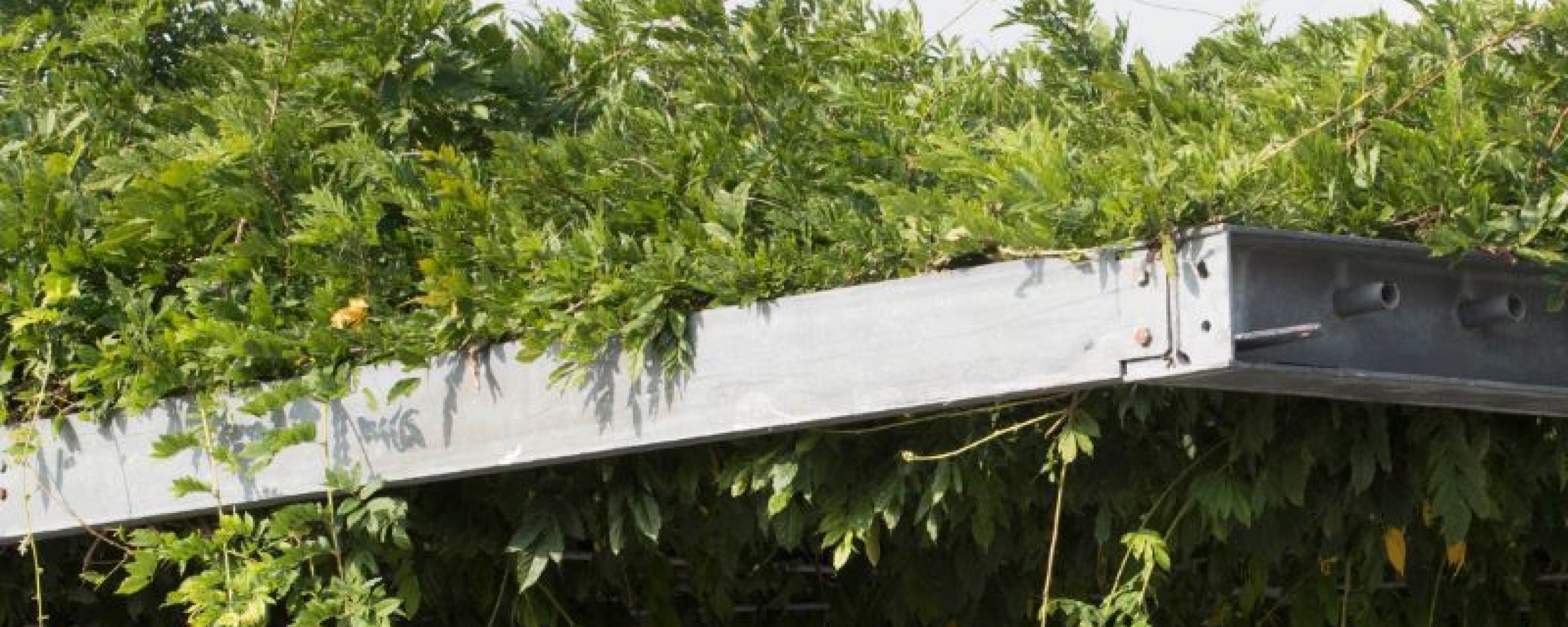 Een klimplant (witte regen) groeit tegen de gevel