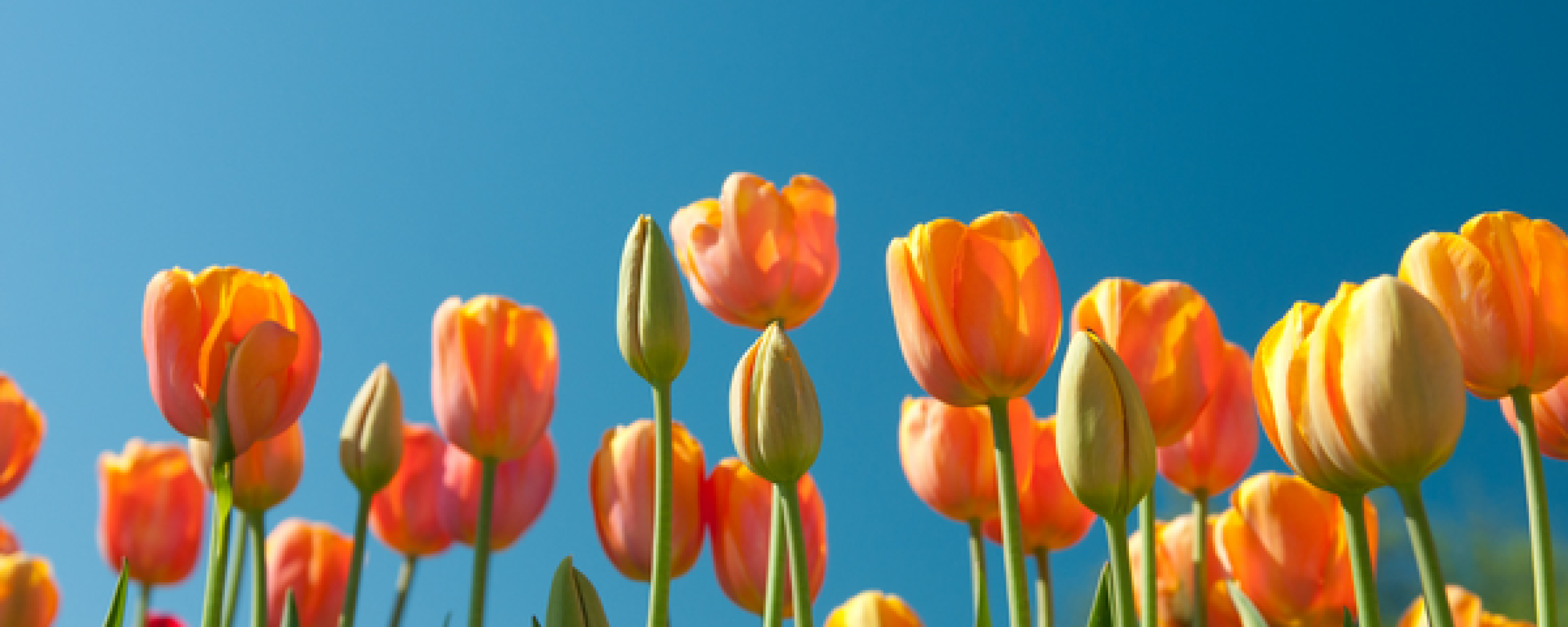 tulpen met blauwe lucht en logo