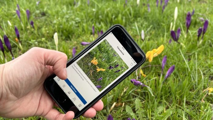 afbeelding waarbij er een foto van gras met bloemen wordt geplaatst op Instagram