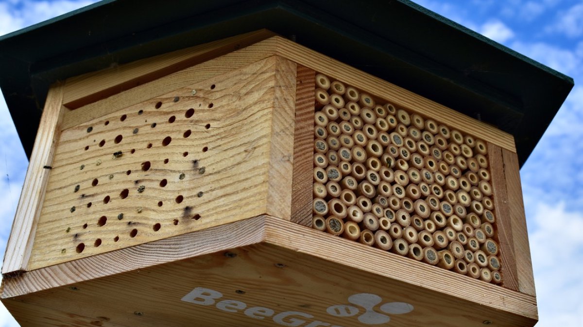 Vrijwilligers tellen bijen in Capelle