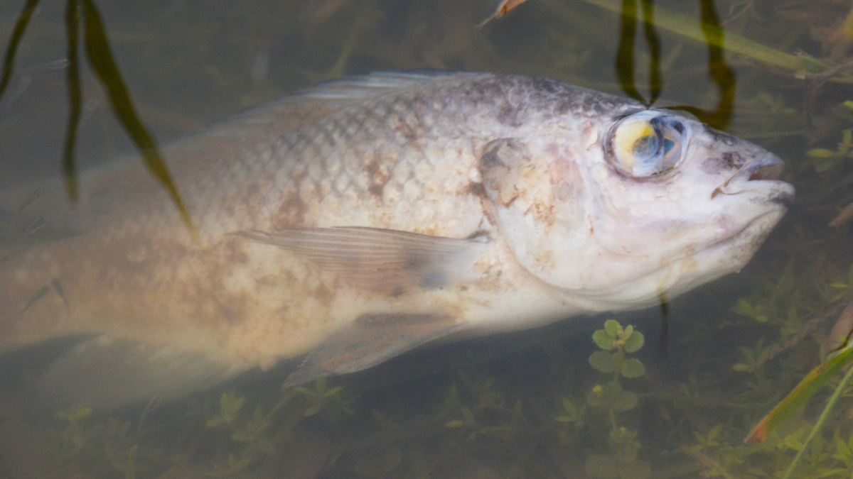 Veel meldingen van dode vissen en watervogels