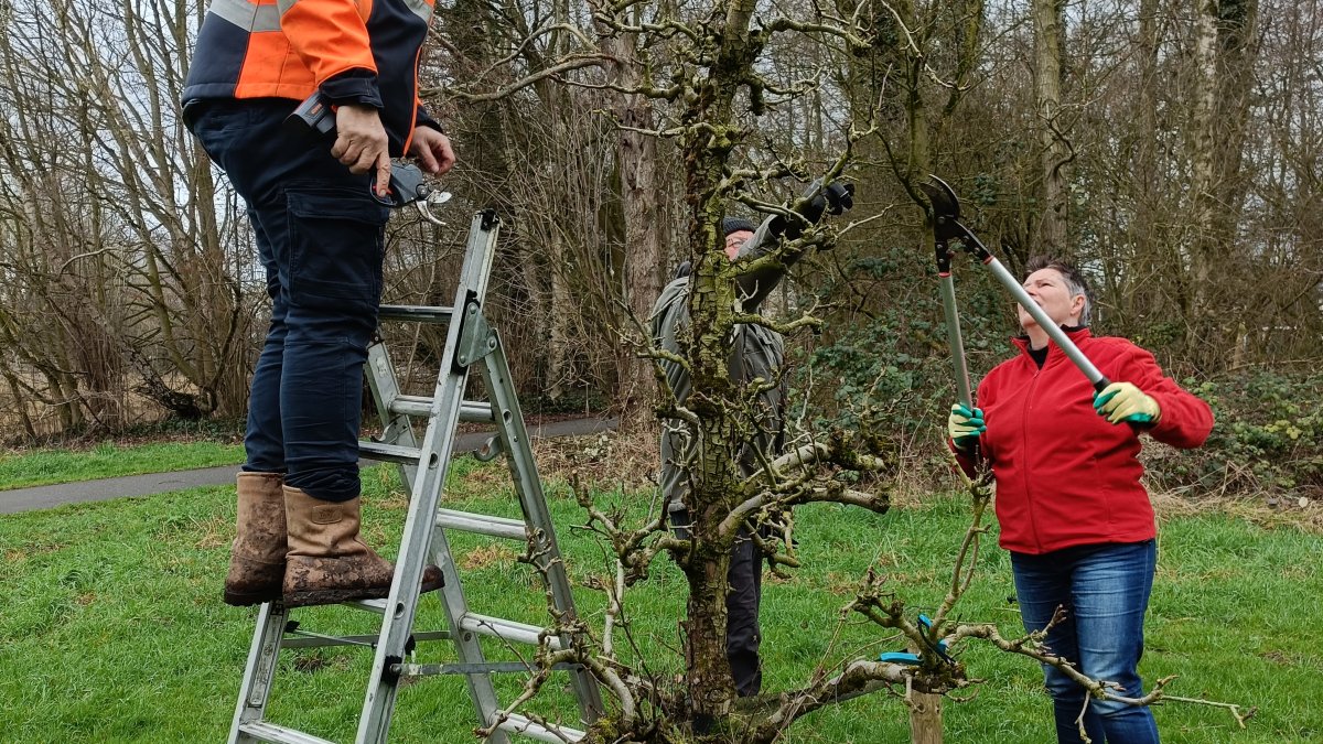 Vrijwilligers snoeien fruitbomen in het Schollebos