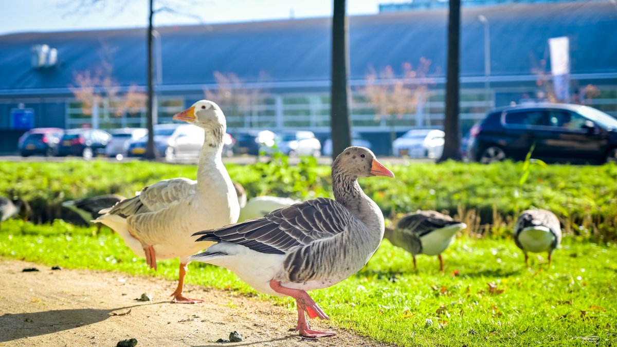 We verwijderen ganzeneieren om overlast te voorkomen