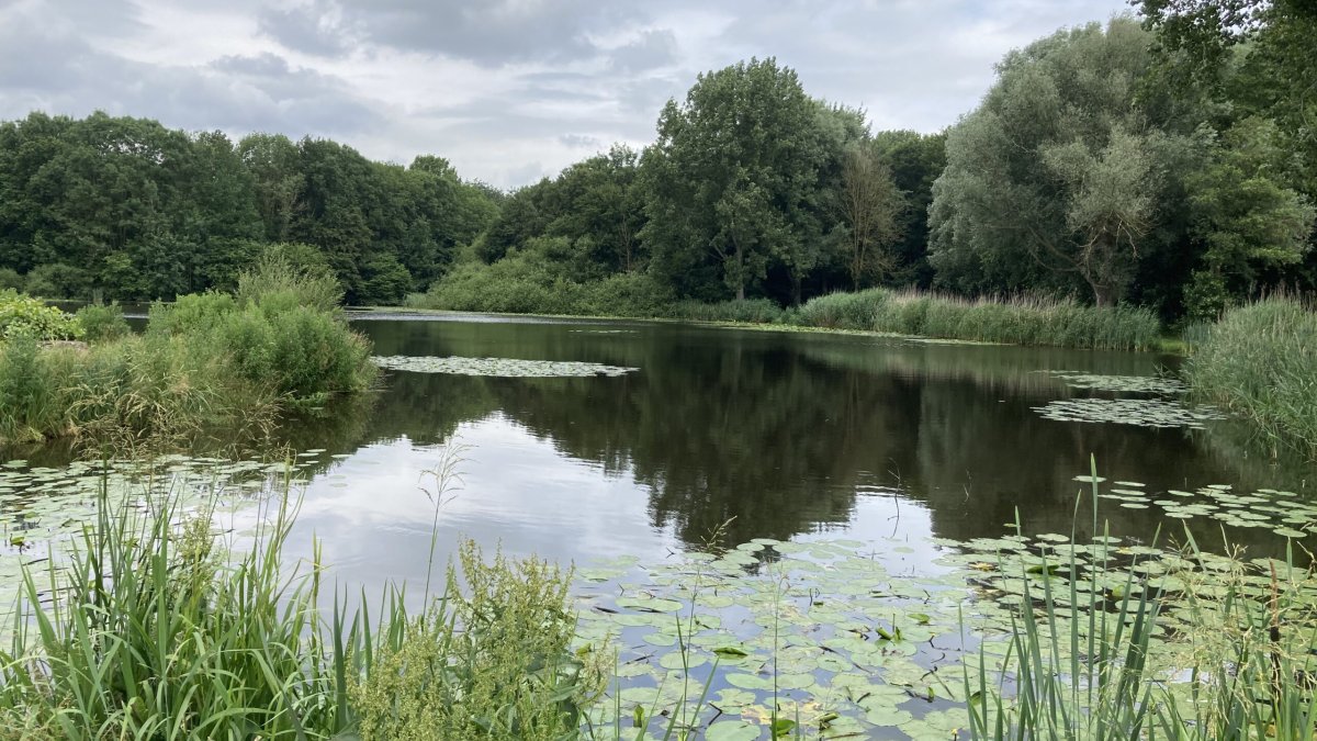 Onderhoud en nieuwe bomen in het Schollebos in 2026