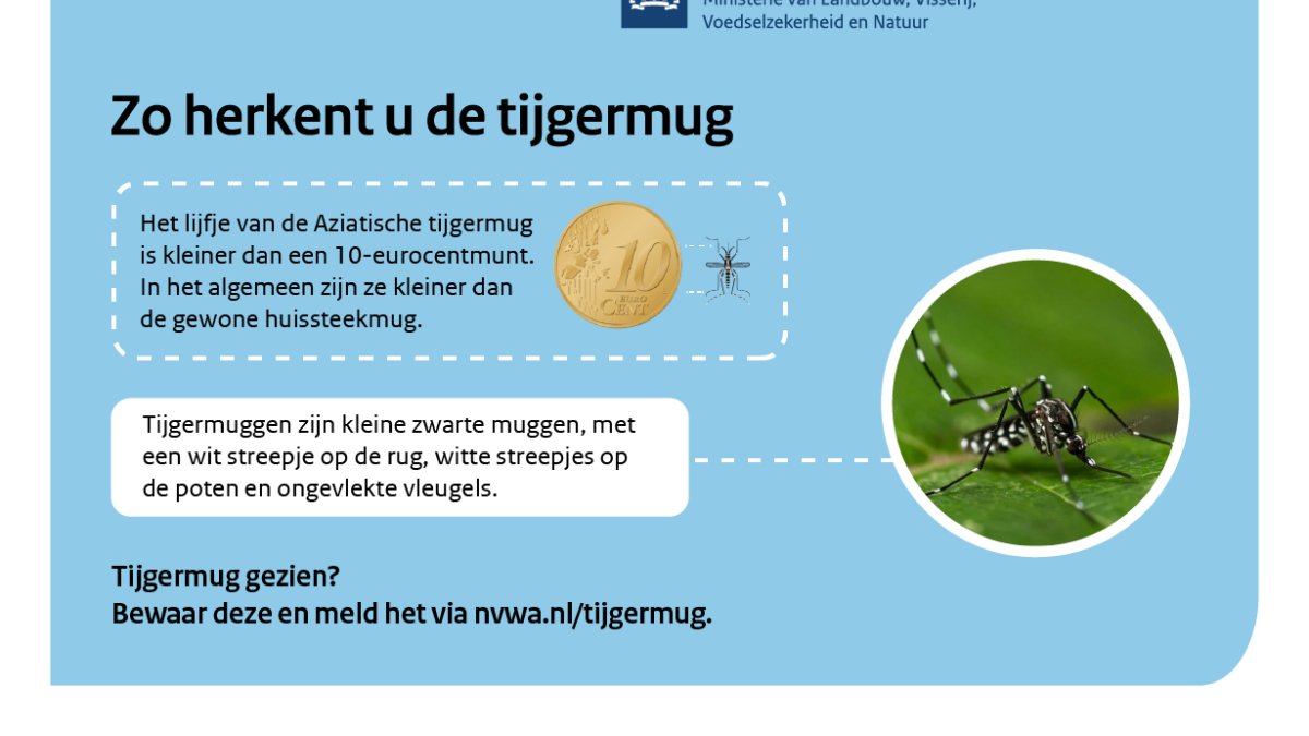 Aziatische tijgermug gevonden in Capelle aan den IJssel