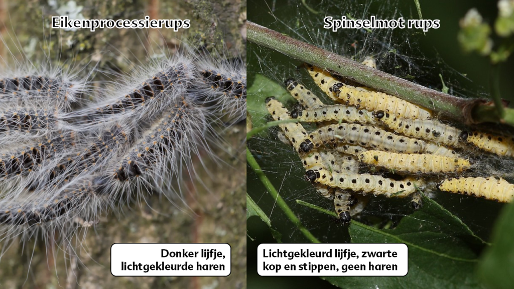 uiterlijke verschillen tussen de Eikenprocessierups en de Spinselmotrups
