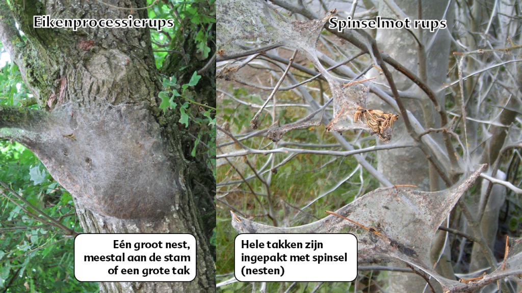 Het verschil tussen nesten van de Spinselmotrups en de Eikenprocessierups 
