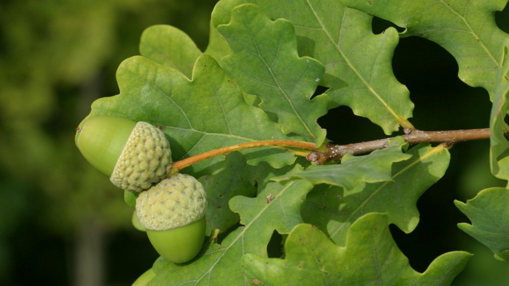 Eikenblad met eikel 