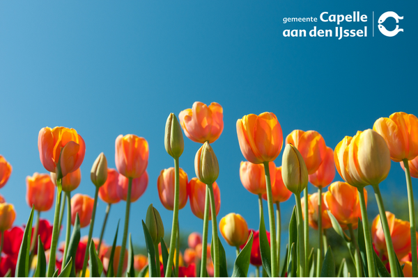 tulpen met blauwe lucht en logo