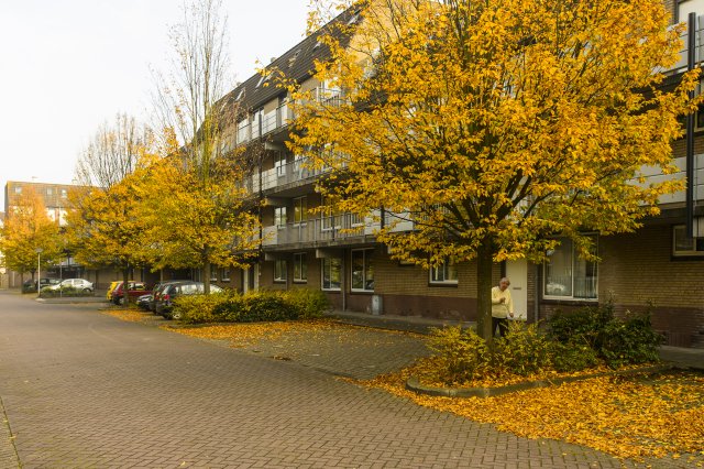 herfst in capelle foto