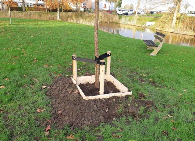 voorbeeld boom met houten watergeefrand 