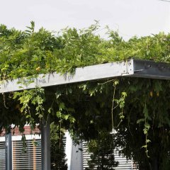 Groene klimplant op een gevel