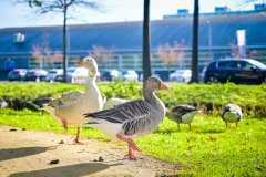 ganzen in Capelle op de weg met ganzenpoep