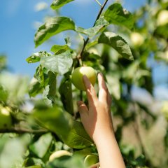 hand plukt appel uit boom