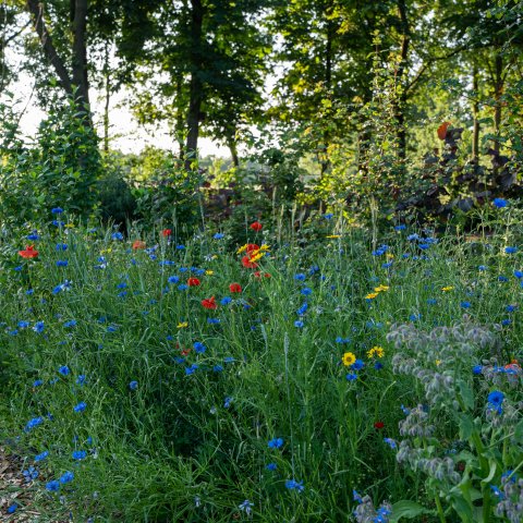 Veld bloemen